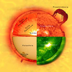 Fig.1